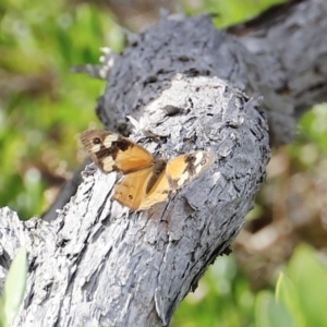 Heteronympha merope at Green Cape, NSW - 15 Apr 2023