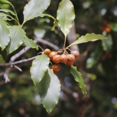 Pittosporum undulatum at Green Cape, NSW - 15 Apr 2023