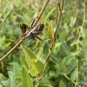 Mictis profana at Acton, ACT - 27 Jan 2023