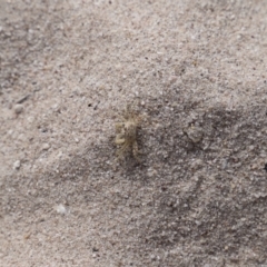 Ocypode cordimana (Smooth-Handed Ghost Crab) at Ben Boyd National Park - 15 Apr 2023 by JimL