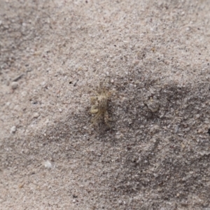 Ocypode cordimana at Green Cape, NSW - 15 Apr 2023