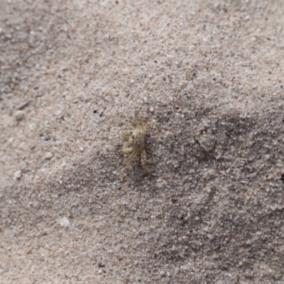 Ocypode cordimana (Smooth-Handed Ghost Crab) at Ben Boyd National Park - 15 Apr 2023 by JimL