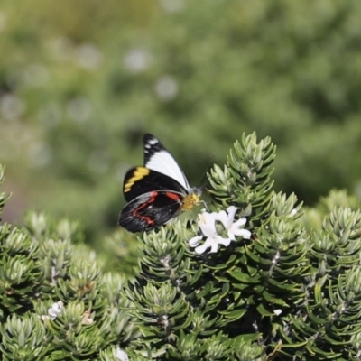 Delias nigrina (Black Jezebel) at Ben Boyd National Park - 14 Apr 2023 by JimL