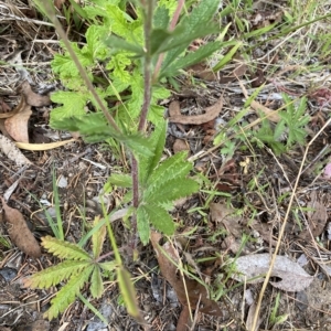 Potentilla recta at Wamboin, NSW - 4 Feb 2023 03:07 PM