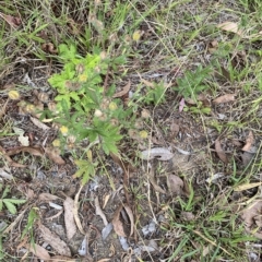 Potentilla recta at Wamboin, NSW - 4 Feb 2023 03:07 PM