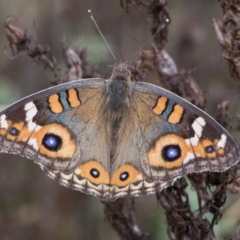 Junonia villida (Meadow Argus) at Pialligo, ACT - 25 Mar 2023 by AlisonMilton