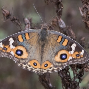 Junonia villida at Pialligo, ACT - 26 Mar 2023 08:32 AM