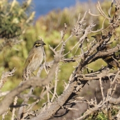 Caligavis chrysops (Yellow-faced Honeyeater) at Green Cape, NSW - 15 Apr 2023 by JimL