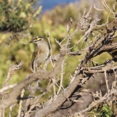 Caligavis chrysops at Green Cape, NSW - 15 Apr 2023