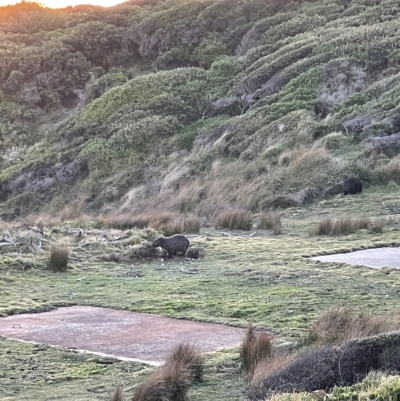 Vombatus ursinus (Common wombat, Bare-nosed Wombat) at Ben Boyd National Park - 14 Apr 2023 by JimL