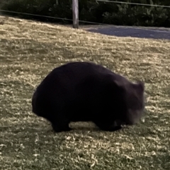 Vombatus ursinus at Green Cape, NSW - 14 Apr 2023 06:20 PM