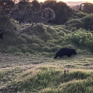 Vombatus ursinus at Green Cape, NSW - 14 Apr 2023 06:20 PM