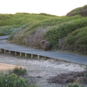 Vombatus ursinus at Green Cape, NSW - 14 Apr 2023 06:20 PM