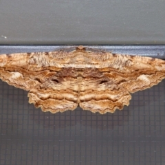 Scioglyptis lyciaria (White-patch Bark Moth) at Higgins, ACT - 16 Apr 2023 by Trevor
