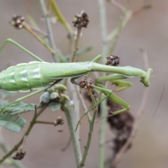 Pseudomantis albofimbriata (False garden mantis) at Mount Ainslie - 25 Mar 2023 by AlisonMilton