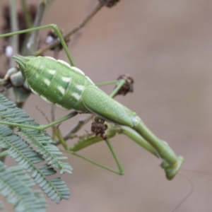 Pseudomantis albofimbriata at Pialligo, ACT - 26 Mar 2023