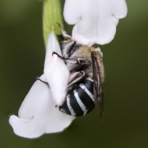 Amegilla (Zonamegilla) asserta at Higgins, ACT - 27 Mar 2023