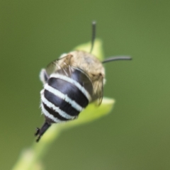 Amegilla (Zonamegilla) asserta at Higgins, ACT - 27 Mar 2023