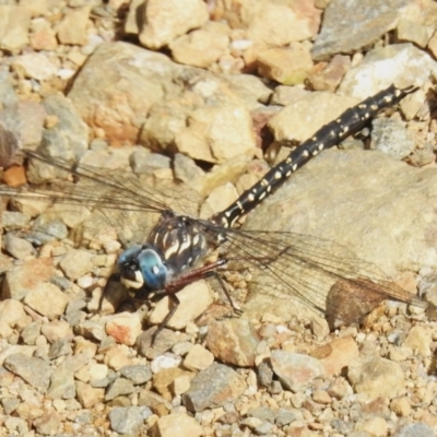 Austroaeschna multipunctata (Multi-spotted Darner) at Namadgi National Park - 14 Apr 2023 by JohnBundock