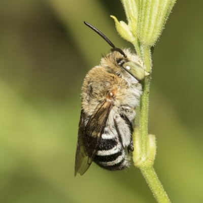 Amegilla sp. (genus) (Blue Banded Bee) at Higgins, ACT - 27 Mar 2023 by AlisonMilton