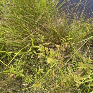 Persicaria decipiens at Wamboin, NSW - 4 Feb 2023 03:35 PM