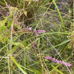 Persicaria decipiens at Wamboin, NSW - 4 Feb 2023