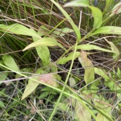 Persicaria decipiens at Wamboin, NSW - 4 Feb 2023