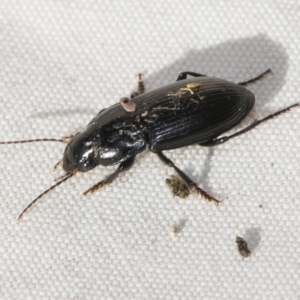 Harpalinae (subfamily) at Higgins, ACT - 8 Apr 2023 03:53 PM