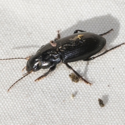 Harpalinae (subfamily) (Harpalinae sp. (subfamily)) at Higgins, ACT - 8 Apr 2023 by AlisonMilton