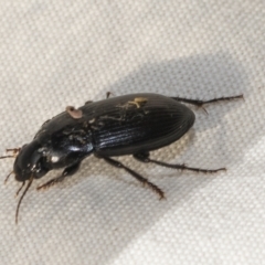 Harpalinae (subfamily) at Higgins, ACT - 8 Apr 2023 03:53 PM