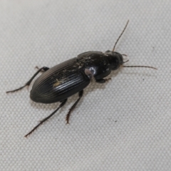 Harpalinae (subfamily) at Higgins, ACT - 8 Apr 2023 03:53 PM