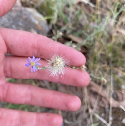 Vittadinia gracilis (New Holland Daisy) at Wamboin, NSW - 4 Feb 2023 by natureguy