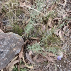 Vittadinia gracilis at Wamboin, NSW - 4 Feb 2023