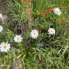 Leucanthemum x superbum (Shasta Daisy) at Wamboin, NSW - 4 Feb 2023 by natureguy