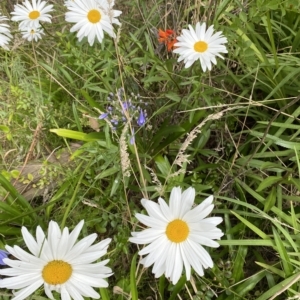 Leucanthemum x superbum at Wamboin, NSW - 4 Feb 2023 03:11 PM