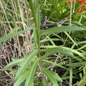 Leucanthemum x superbum at Wamboin, NSW - 4 Feb 2023 03:11 PM