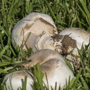 Agaricus sp. at Cowra, NSW - 13 Apr 2023