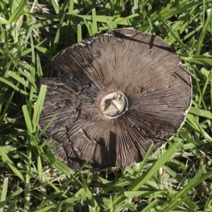 Agaricus sp. at Cowra, NSW - 13 Apr 2023