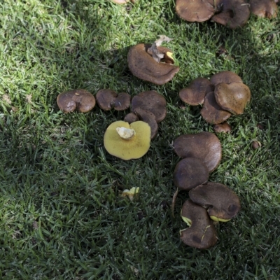 Unidentified Bolete - Fleshy texture, stem central (more-or-less) at Cowra, NSW - 13 Apr 2023 by AlisonMilton