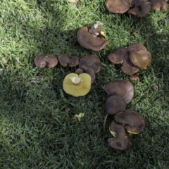 Unidentified Cap on a stem; gills below cap [mushrooms or mushroom-like] at Cowra, NSW - 13 Apr 2023 by AlisonMilton