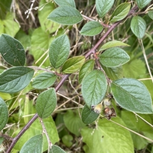 Cotoneaster pannosus at Wamboin, NSW - 4 Feb 2023