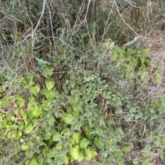 Cotoneaster pannosus at Wamboin, NSW - 4 Feb 2023