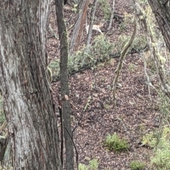Dama dama (Fallow Deer) at Kowen Escarpment - 16 Apr 2023 by WalterEgo