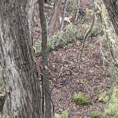 Dama dama (Fallow Deer) at Kowen, ACT - 16 Apr 2023 by WalterEgo