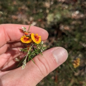 Dillwynia sieberi at Canberra Airport, ACT - 16 Apr 2023 12:34 PM