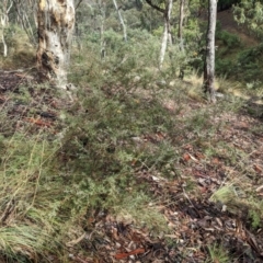 Dillwynia sieberi at Canberra Airport, ACT - 16 Apr 2023