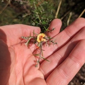 Dillwynia sieberi at Canberra Airport, ACT - 16 Apr 2023 12:34 PM