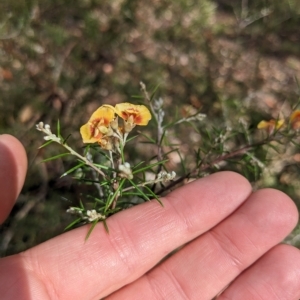 Dillwynia sieberi at Canberra Airport, ACT - 16 Apr 2023 12:34 PM