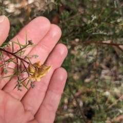 Dillwynia sieberi at Canberra Airport, ACT - 16 Apr 2023 12:34 PM