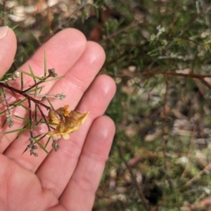 Dillwynia sieberi at Canberra Airport, ACT - 16 Apr 2023